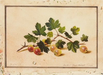 Grosellas, 1818 de Fedor Petrovich Tolstoy