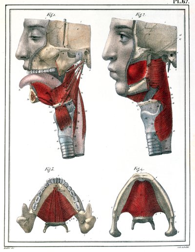 Anatomía de la garganta y la mandíbula, de 