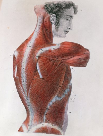 Torso Desollado, de 
