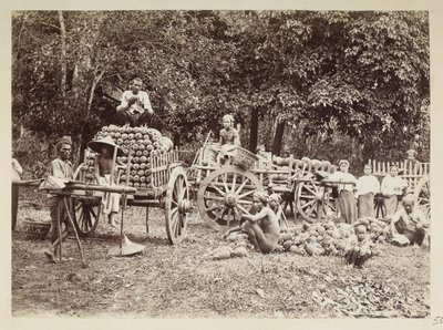 Cargando piñas cosechadas en carros, Birmania, Elgin Collection: 