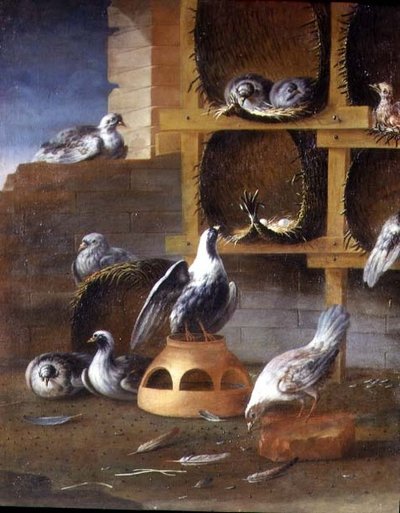Palomas en sus jaulas de Felice (school of) Boselli