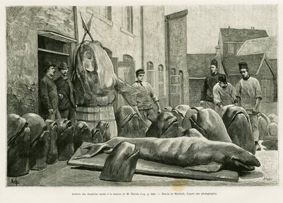 La llegada de los delfines muertos a la casa del Sr. Ostrom en la Isla Torrents. Grabado de Myrbach para ilustrar la historia Un mes en el archipiélago de las Feroe, de H.Labonne, en Le Tour du Monde 1887, dirigido por Edouard Charton (1807-1890), Hachette de Felicien baron de Myrbach Rheinfeld
