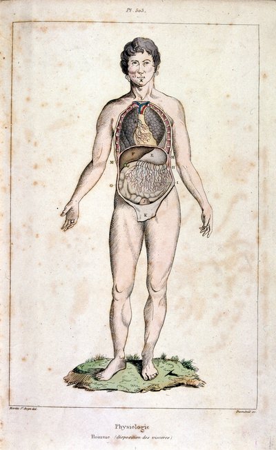 Ilustración anatómica de F. E. Guerin. Del Dictionnaire pittoresque d