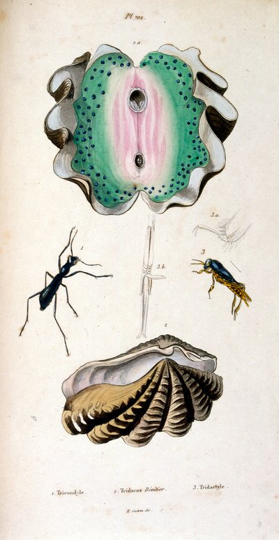 Ilustración botánica y zoológica de F. E. Guerin. Del Dictionnaire pittoresque d