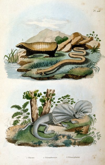 Chlamyphoridae es una familia de mamíferos cingulados. Aunque los gliptodontes se han considerado tradicionalmente cingulados del grupo tronco, fuera del grupo que contiene a los armadillos modernos de Felix-Edouard Guerin