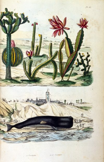 Ilustración de Cactus y una ballena varada, del "Dictionnaire pittoresque d