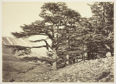Cedros del Líbano de Félix Bonfils