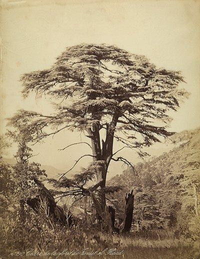 Gran cedro en el bosque de Teniet el Haad, Líbano de Félix Bonfils