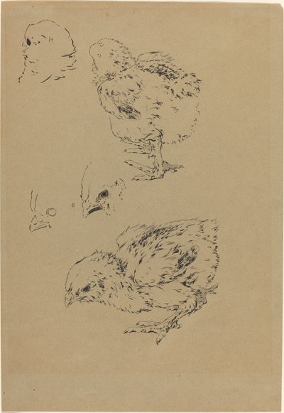 Pollitos de Felix Bracquemond