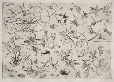 Servicio de Cena (servicio Rousseau): Flores e Insectos (n.º 15) de Felix Bracquemond