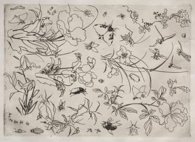 Servicio de Cena servicio Rousseau: Flores e Insectos no. 15, 1866 de Felix Bracquemond