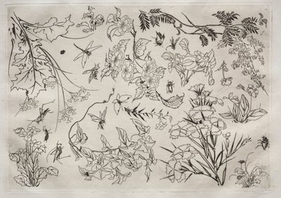 Servicio de cena Rousseau: Flores no. 22, 1866 de Felix Bracquemond