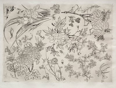 Servicio de cena Rousseau: Flores no. 23, 1866 de Felix Bracquemond