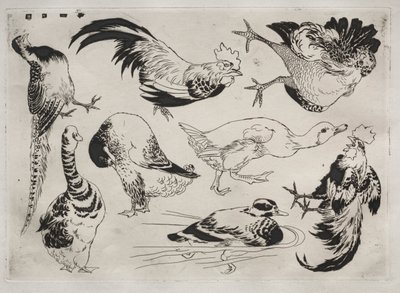 Servicio de cena Rousseau: Gallos, patos, etc. no. 13, 1866 de Felix Bracquemond