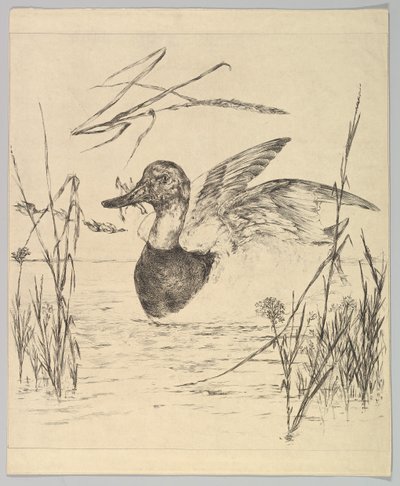 Pato, 1850-1914 de Felix Bracquemond