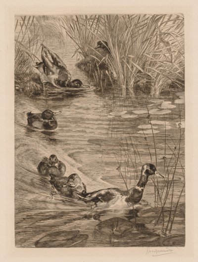 Patos jugando de Felix Bracquemond