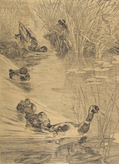 Ébats de canards de Felix Bracquemond