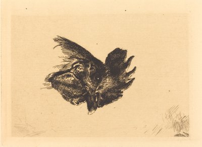 Cabeza de un gallo de Felix Bracquemond