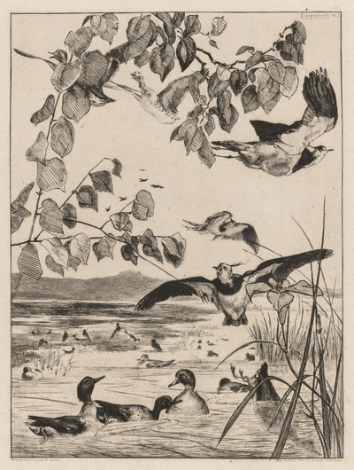 Avefrías y cercetas de Felix Bracquemond