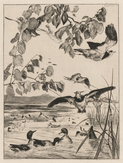 Avefrías y cercetas, 1862 de Felix Bracquemond