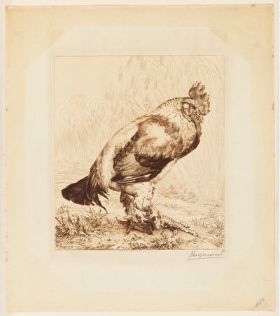 El viejo gallo de Felix Bracquemond
