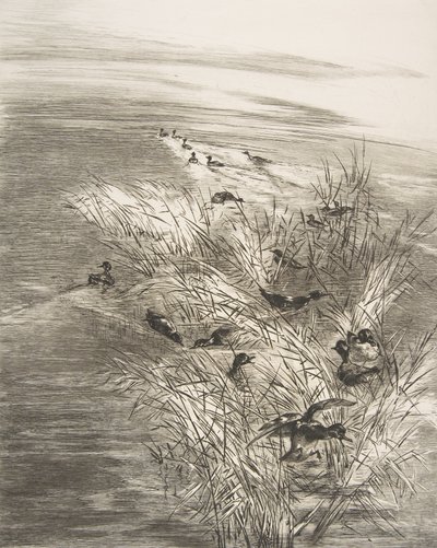 Roseaux et Sarcelles de Felix Bracquemond