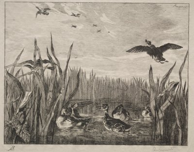 Cerceta, 1853 de Felix Bracquemond