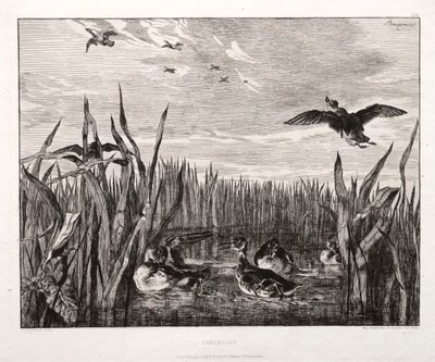 Cercetas, 1853 impreso 1864 de Felix Bracquemond