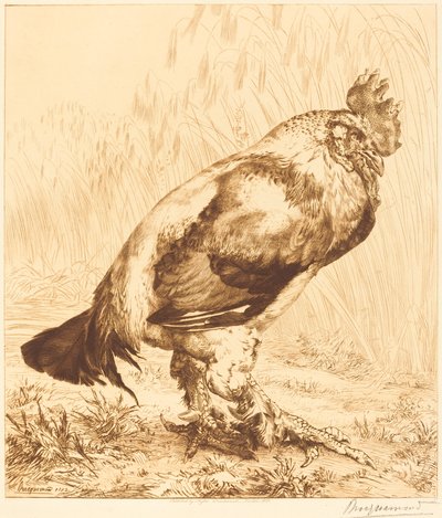 El viejo gallo de Felix Bracquemond