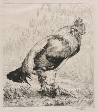 El viejo gallo de Felix Bracquemond