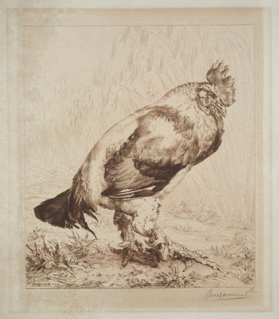 el viejo gallo de Felix Bracquemond