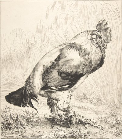 El Viejo Gallo, 1882 de Felix Bracquemond