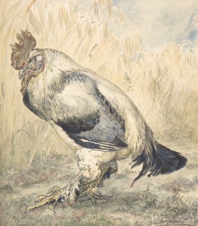 El Viejo Gallo de Felix Bracquemond
