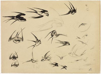 Las golondrinas, c.1881 (pluma, pincel, tinta, tiza, lápiz de color y grafito sobre papel) de Felix Bracquemond