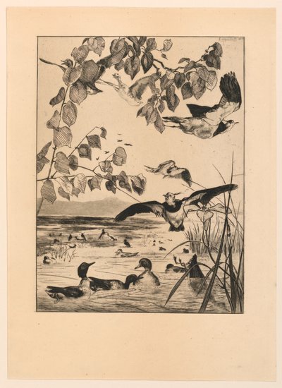 Vanneaux et Sarcelles (Avefrías y cercetas) de Felix Bracquemond