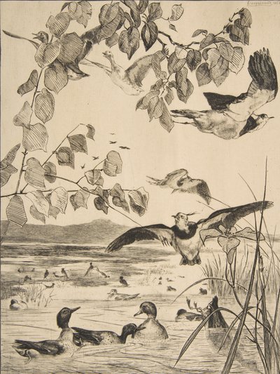 Avefrías y Cercetas, 1862 de Felix Bracquemond