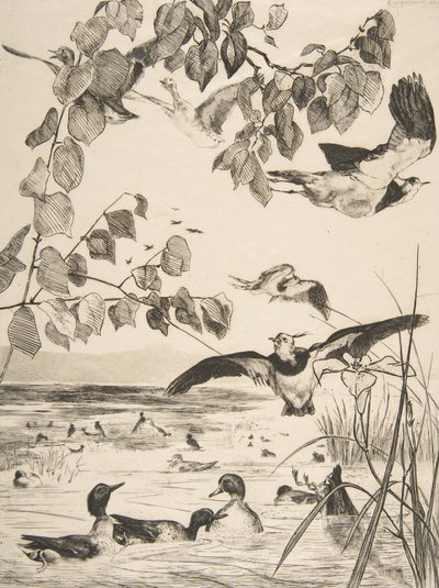 Vanneaux et Sarcelles, 1862 de Felix Bracquemond