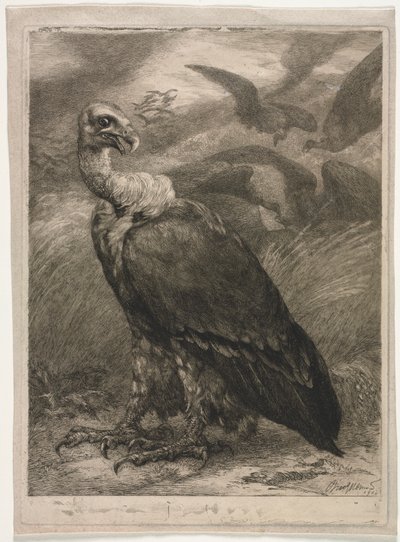 Vulture de Felix Bracquemond
