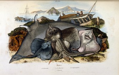 Ilustración del pez Manta Ray (cromolitografía del Dictionnaire pittoresque d