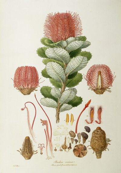 Banksia coccinea, de 