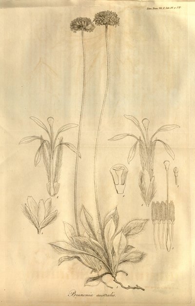Esta es la Tabla 28 del Volumen X de las Transacciones de la Sociedad Linneana de Londres, publicada en 1811 de Ferdinand Bauer