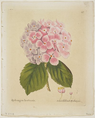 Schonbluhende Hydrangia, de Icones Plantarum Medico-Oeconomico-Technologicarum cum Earum Fructus ususque Descriptione, 1804 de Ferdinand Bernhard Vietz