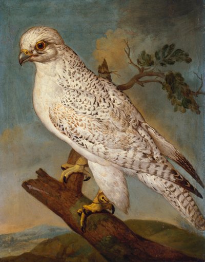 Un halcón en una rama, 1736 de Ferdinand Phillip de Hamilton