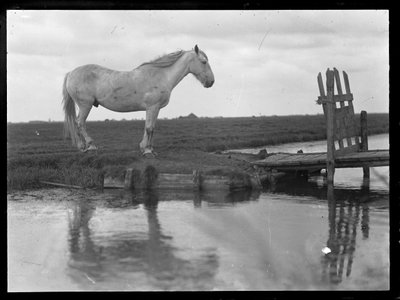 Caballo solitario de Ferdinand Schmutzer