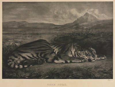 Tigre Real, 1829 de Ferdinand Victor Eugene Delacroix
