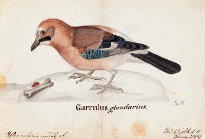 Arrendajo euroasiático de Ferdinand von Wright