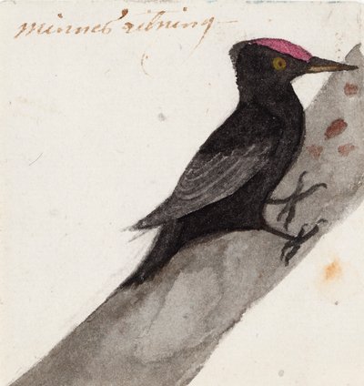 El pito negro de Ferdinand von Wright