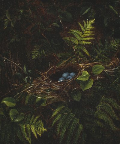 Nido de pájaro y helechos de Fidelia Bridges