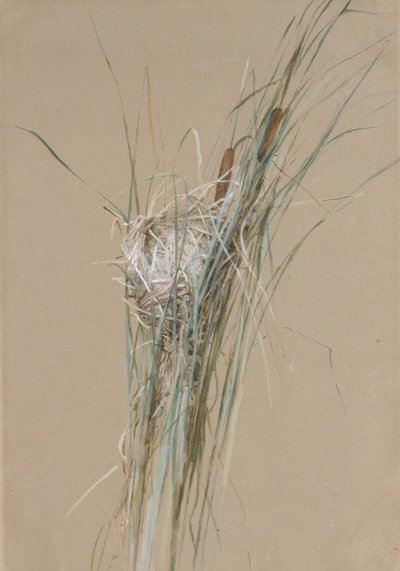 Nido de pájaros en espadañas, ca. 1875 de Fidelia Bridges