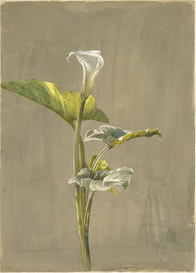 Lirio de cala, 1875 de Fidelia Bridges